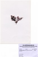 藏品(細翼枝藻)的圖片